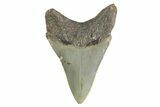 Fossil Megalodon Tooth - North Carolina #355712-1